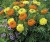 Marigold Seeds 'African Spinning Wheels' by Johnsons