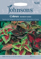 Coleus Seeds 'Rainbow Mixed' by Johnsons