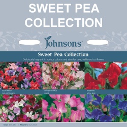 Sweet Pea Collection by Johnsons Seeds