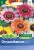 Chrysanthemum Seeds Rainbow Mixed by Country Value