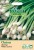 Seed Type: Spring Onion 'White Lisbon' (Approx 650 Seeds)