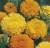 African Marigold Double Mixed Seeds by Johnsons