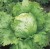 Lettuce 'Saladin' Iceberg Lettuce Seeds by Johnsons