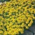 Alyssum Gold Dust Seeds by Johnsons Seeds
