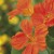 Nasturtium Seeds 'Whirlybird Tangerine' by Johnsons