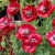 Poppy Seeds 'Pandora' by Johnsons