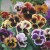 Pansy 'Rococo Mixed' Seeds By Johnsons