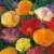 Californian Poppy 'Single Mixed' by Mr Fothergill's