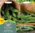 Soya Bean Seeds Fiskeby V by Mr Fothergill's