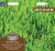 Green Manure Type: Winter Rye