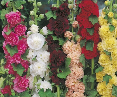 Hollyhock Seeds 'Double Mixed' by Country Value
