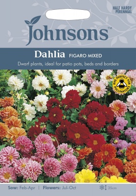 Dahlia Seeds Variety 'Figaro' Mixed By Johnsons