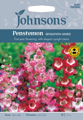 Penstemon 'Sensation Mixed' Seeds by Johnsons