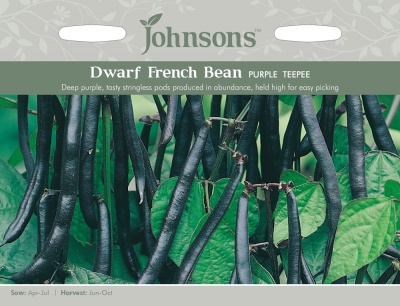 Dwarf French Bean Seeds Purple Teepee by Johnsons