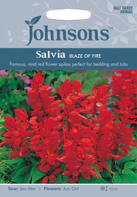 Salvia 'Blaze Of Fire' Seeds by Johnsons