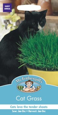 Cat Grass Seeds Avena Sativa by Mr Fothergills