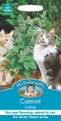Catmint Catnip Seeds by Mr Fothergills