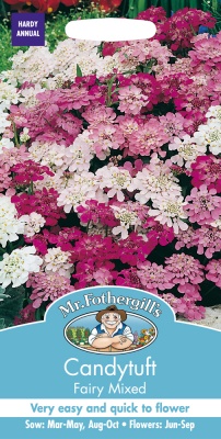 Candytuft Seeds 'Fairy Mixed' by Mr Fothergill's