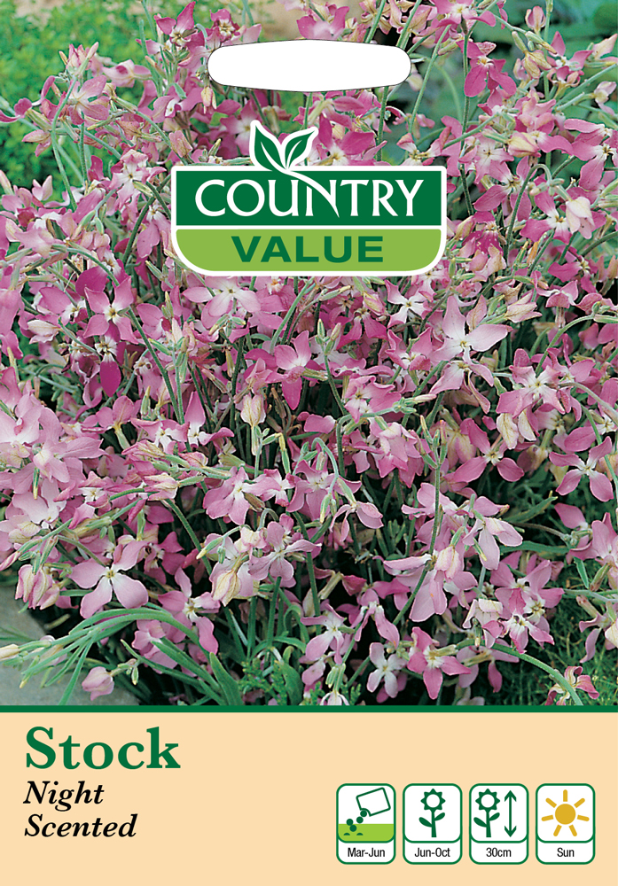 Stocks Night Scented Seeds by Country Value kazco.co.uk