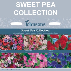 Sweet Pea Collection by Johnsons Seeds