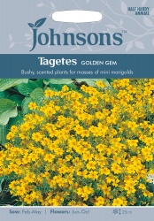 Tagetes Seeds Golden Gem by Johnsons