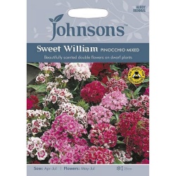 Sweet William Seeds 'Pinocchio Mixed' by Johnsons