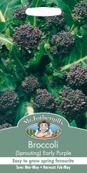 Broccoli Seeds Sprouting Early Purple by Mr Fothergill's